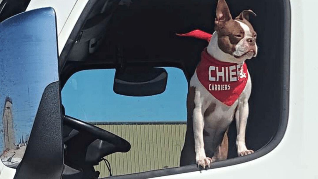 a dog sitting in the cab of a flatbed truck