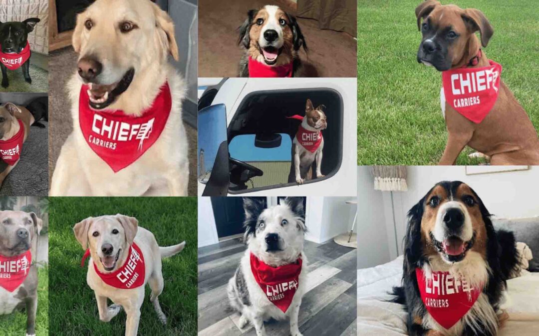 Chief Carriers Celebrates National Dog Day